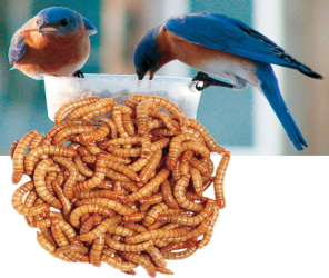 Mealworms, Bait Worms & Live Insects
