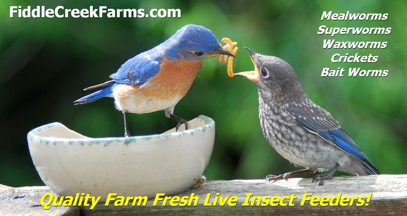 Mealworms, Live Insect Feeders, Bait Worms