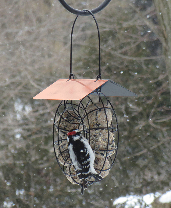 Round Wire Circle Suet Ball Feeder w/Copper Roof