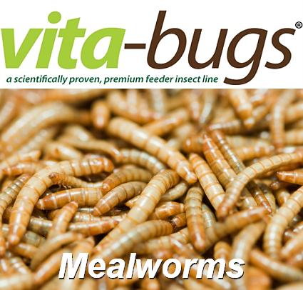 Bulk Mealworms: Vita-Bugs 2000 Count