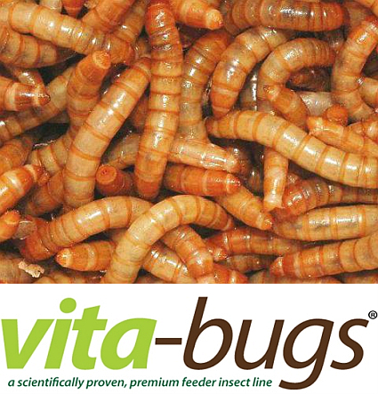 Bulk Giant Mealworms: Vita-Bugs 1000 Count
