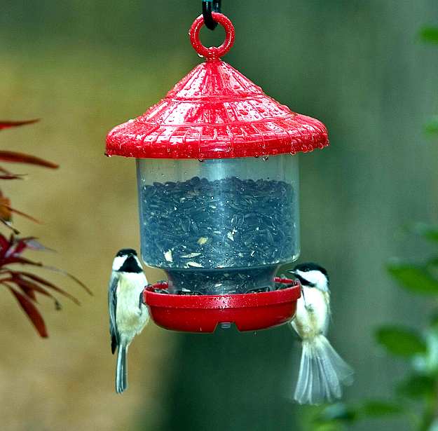 Clingers Only Bird Feeder Twin Pack