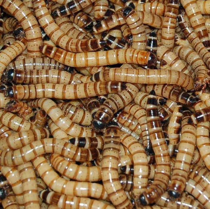 250 Count Live Waxworms, Wax worms Fishing, Reptile Feeders, Free Shipping