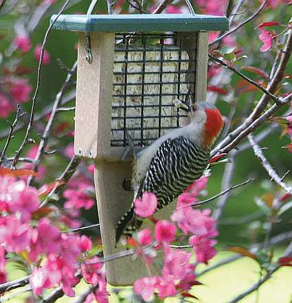 Second Nature Single Cake Tail Prop Suet Feeder