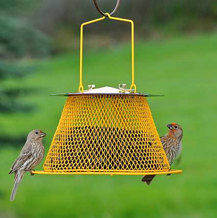 no no bird feeder