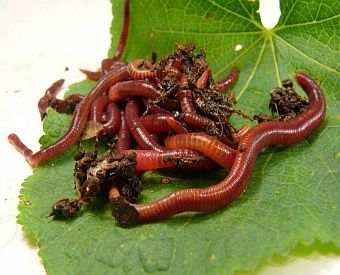 Red Wigglers, Bulk Live Farm Fresh Red Wigglers, Red Worms Eisenia fetida  at Fiddle Creek Farms