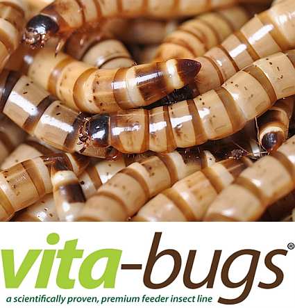Bulk Superworms: Vita-Bugs 1000 Count