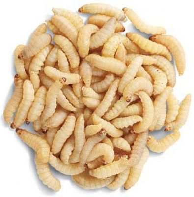 Waxworms 50 Count Cup 6-Pack, Live Farm Fresh Waxworms, Live