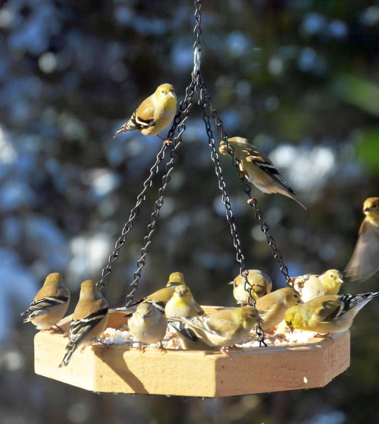 Cedar Octagon Hanging Bird Feeder