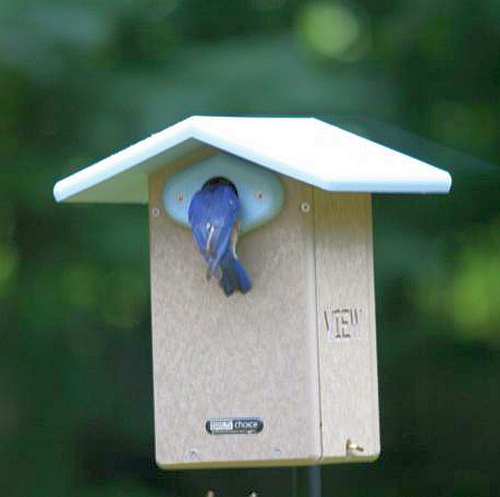 Bird's Choice Recycled Plastic Ultimate Bluebird Nest Box with Viewing Window